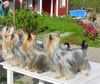 Australian Silky Terrier Foto: Silky Coats (ID 1012) Australian Silky Terrier Hund