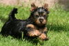 Australian Silky Terrier Hund