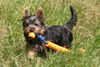 Australian Silky Terrier Hund