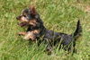 Australian Silky Terrier Hund