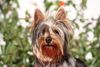 Australian Silky Terrier Hund