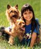 Australian Silky Terrier Hund