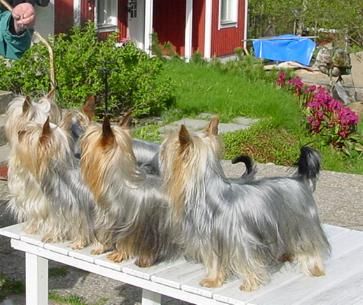 Australian Silky Terrier Hunde Foto 1012 Australian Silky Terrier Silky Coats