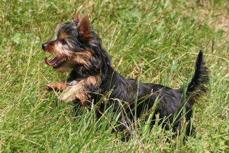 Australian Silky Terrier Hunde Foto 39073 in höherer Auflösung ansehen Australian Silky Terrier Schnappschuss