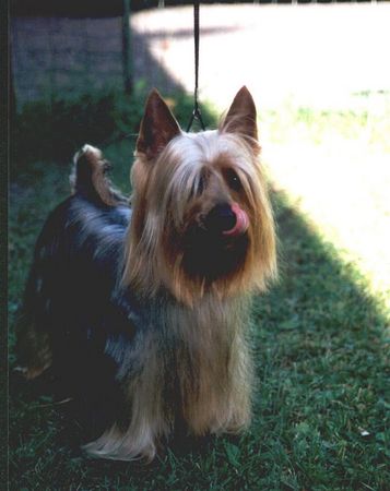 Australian Silky Terrier Hunde Foto 1015 Australian Silky Terrier Bombix Moren Querido Tonto