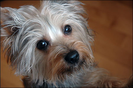 Australian Silky Terrier Hunde Foto 32842 in höherer Auflösung ansehen Australian Silky Terrier Mein Mädi