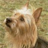 Australian Terrier, Australischer Terrier