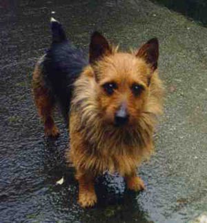 Australian Terrier Hunde Foto 238 Australian Terrier