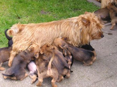 Australian Terrier Dorica´s Australan Terrier Welpen mit Mama