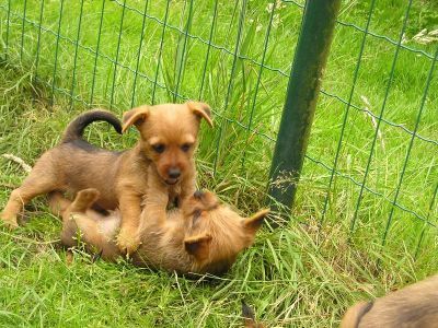 Australian Terrier