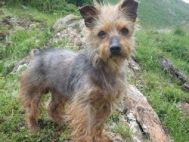 Australian Terrier Wauu