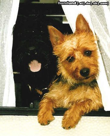 Australian Terrier Hunde Foto 17160 in höherer Auflösung ansehen Australian Terrier Amy + Haphiera immer dabei!