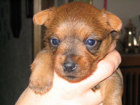 Australian Terrier Arist Jumpers