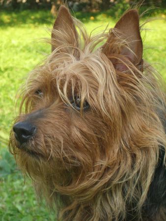 Australian Terrier Gina