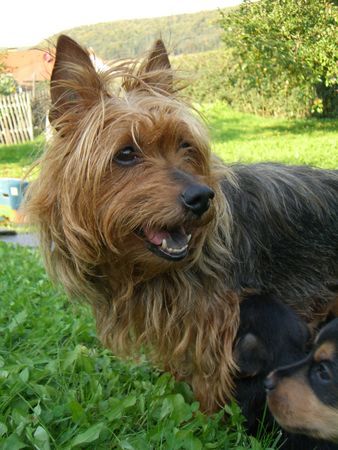 Australian Terrier Gina