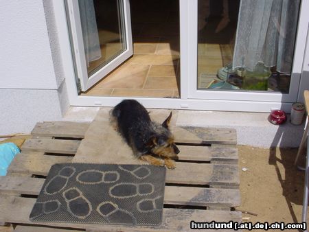 Australian Terrier Hunde Foto 14261 Australian Terrier unsere Nellie beim Sonnenbaden