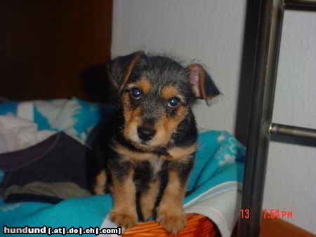 Australian Terrier Hunde Foto 12533 Australian Terrier