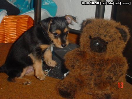 Australian Terrier Hunde Foto 12534 Australian Terrier