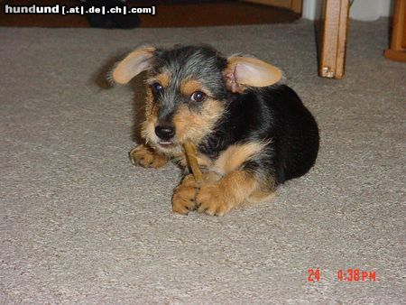 Australian Terrier Hunde Foto 12535 Australian Terrier