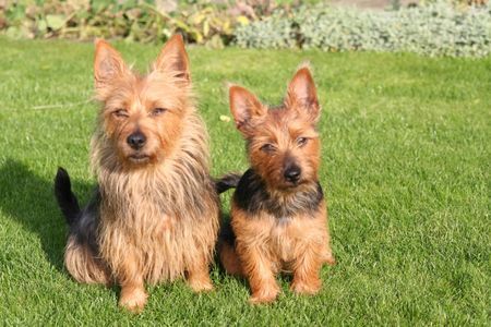 Australian Terrier Eirav.d.Lausbuben und Beverly Jumpers