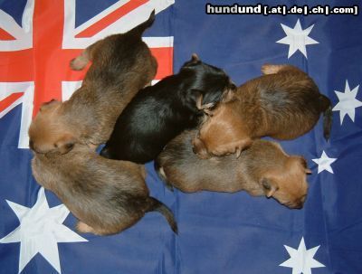 Australian Terrier Hunde Foto 8003 Australian Terrier Va Bene Australian Terrier Welpen