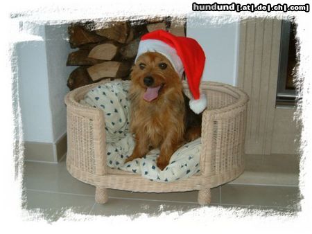 Australian Terrier Hunde Foto 8002 Australian Terrier Ich helfe dem Weihnachtsmann.