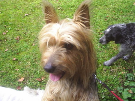 Australian Terrier DINGO