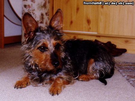 Australian Terrier Hunde Foto 14260 Australian Terrier unsere Nellie