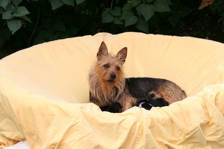 Australian Terrier Hunde Foto 37454 in höherer Auflösung ansehen Australian Terrier Jumpers B-Wurf