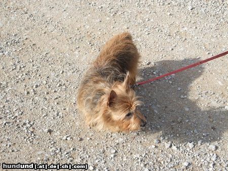 Australian Terrier unsere Topsy