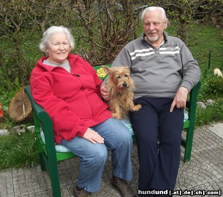 Australian Terrier unsere Topsy