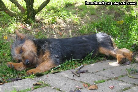 Australian Terrier Hunde Foto 13725 Australian Terrier Lausbube