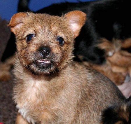 Australian Terrier Hunde Foto 28978 in höherer Auflösung ansehen Australian Terrier Lausbube Hazel