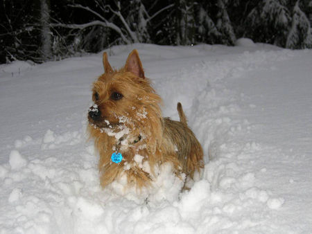 Australian Terrier australianterrier schneeball auf 4 beinen