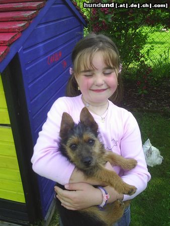 Australian Terrier Hunde Foto 22691 Australian Terrier D I N G O