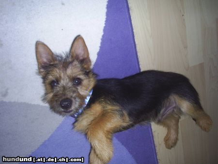 Australian Terrier Hunde Foto 22859 Australian Terrier Dingo