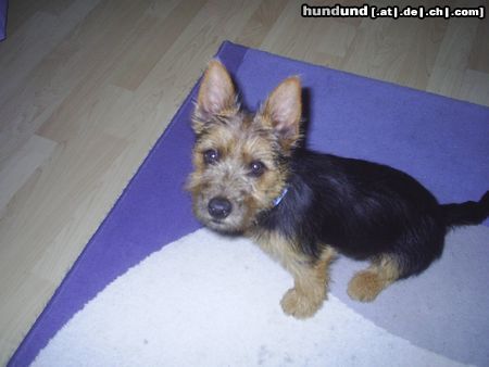 Australian Terrier Hunde Foto 22860 Australian Terrier Dingo