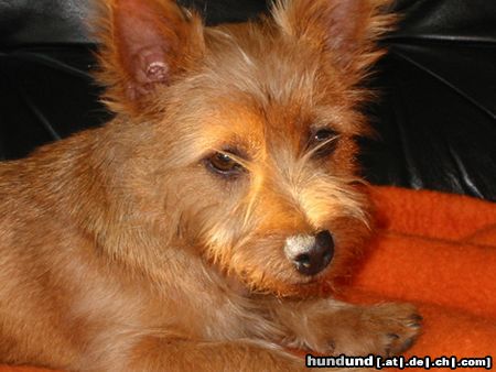 Australian Terrier Hunde Foto 21270 in höherer Auflösung ansehen Australian Terrier mit 4 Monaten und RIESEN-Ohren.