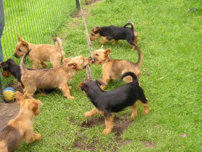 Australian Terrier Doricas Aussie Welpen