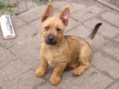 Australian Terrier Hunde Foto 39479 in höherer Auflösung ansehen Australian Terrier Doricas Aussie Welpen
