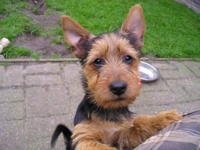 Australian Terrier Doricas Aussie Welpen