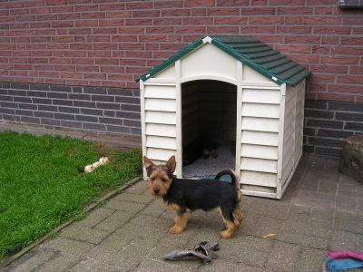 Australian Terrier Hunde Foto 39481 in höherer Auflösung ansehen Australian Terrier Doricas Aussie Welpen