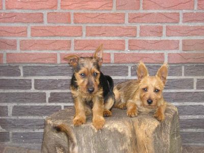 Australian Terrier Doricas Aussie Welpen