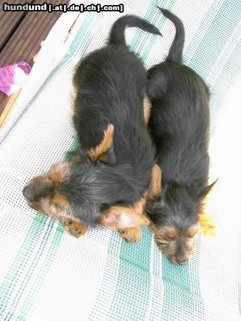 Australian Terrier Hunde Foto 23697 in höherer Auflösung ansehen Australian Terrier DINGO & Lissy