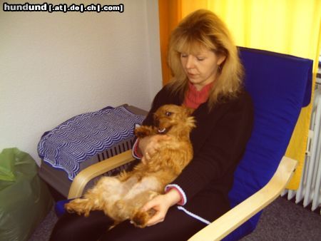 Australian Terrier Hunde Foto 22684 Australian Terrier Mir gehts richtig gut ( Doricas Ivanhoe )