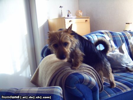 Australian Terrier Hunde Foto 22676 Australian Terrier Doricas Harley Junior