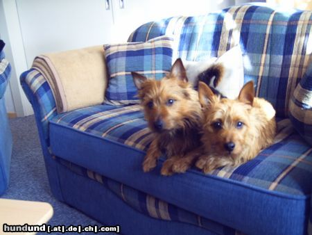 Australian Terrier Hunde Foto 22536 Australian Terrier Doricas Harley Junior u. Ivanhoe