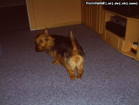 Australian Terrier Hunde Foto 22677 Australian Terrier Doricas Harley Junior ( von hinten bin ich genau so schön )