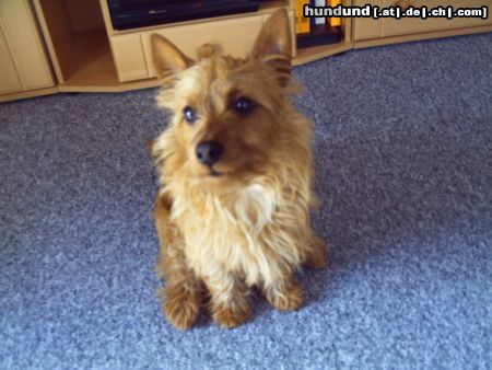 Australian Terrier Hunde Foto 22581 Australian Terrier Doricas Ivanhoe