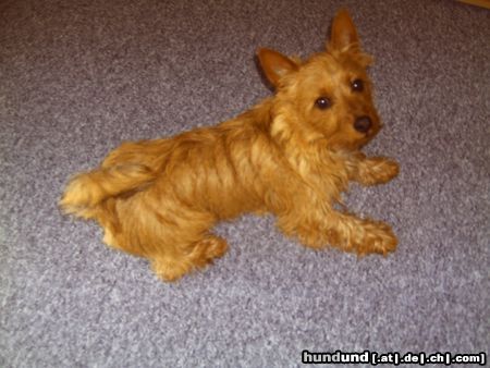 Australian Terrier Hunde Foto 22822 Australian Terrier Doricas Ivanhoe